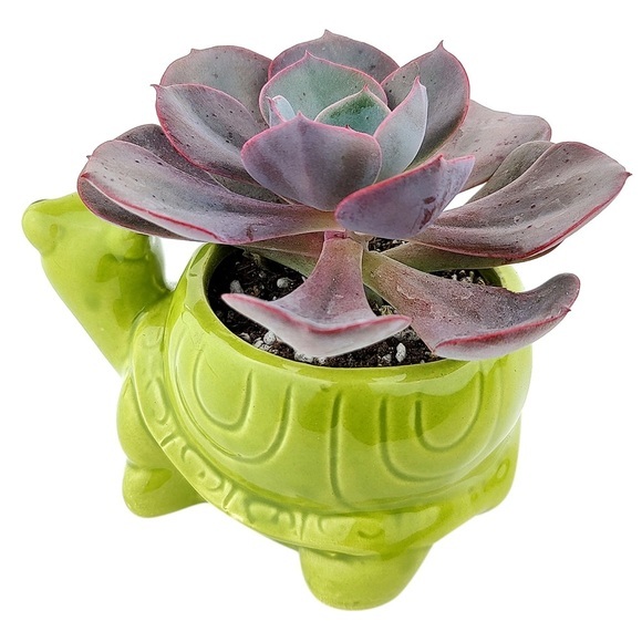 Tilly Turtle Ceramic Succulent Flower Planter - Picture 2 of 7